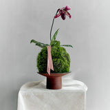 Kokedama Lady Slipper